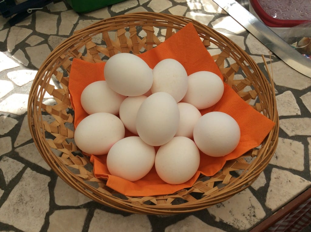 Æg